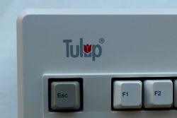 Tulip logo